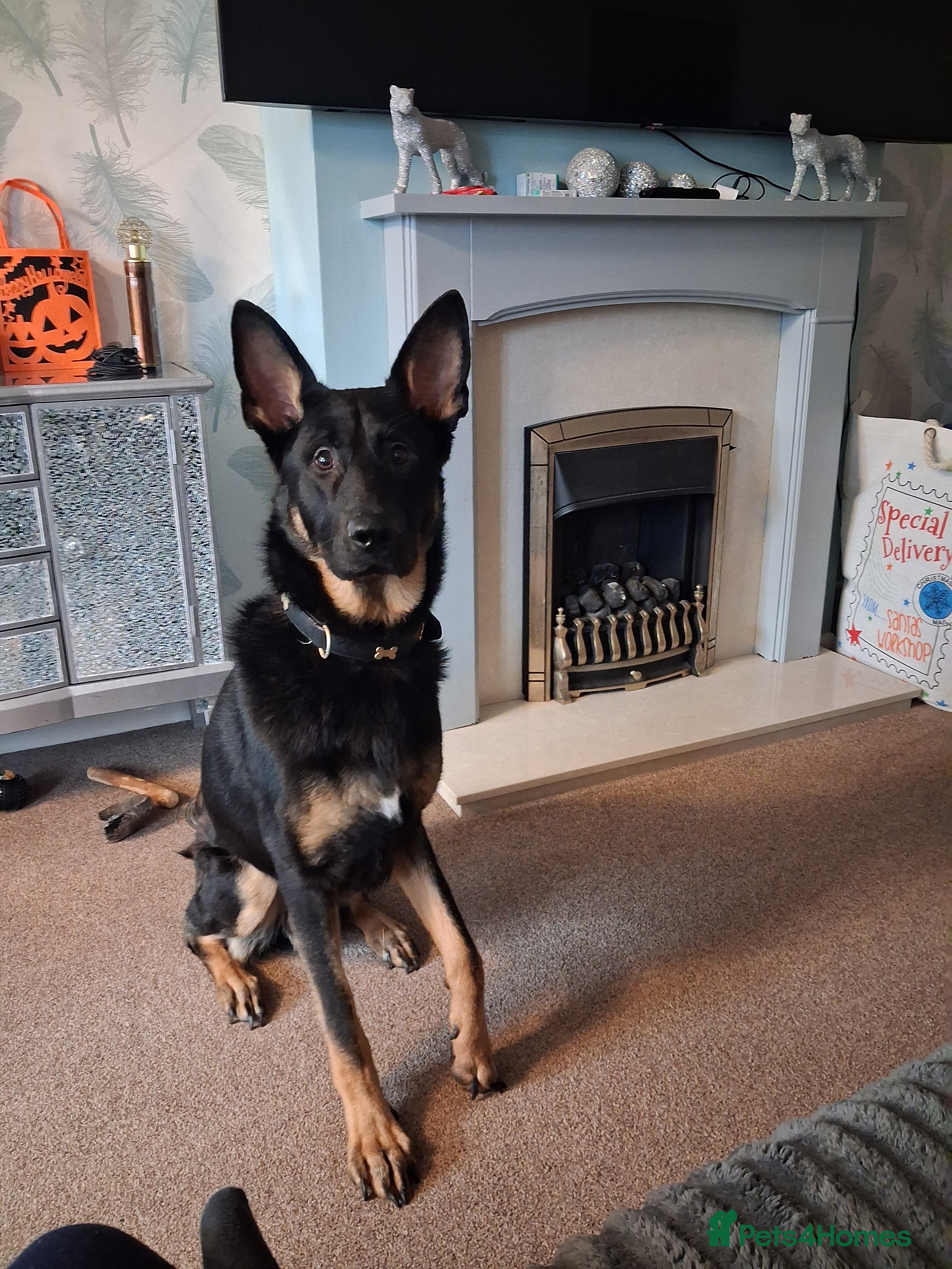 German Shepherd dogs Beautiful male German shepherd  - Advert 2