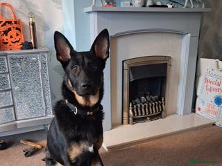 German Shepherd dogs Beautiful male German shepherd - Advert 8