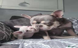 French Bulldog dogs for sale: Big Perm, fluffy and furnished frenchies  - Image 25