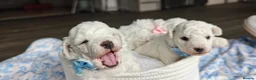Bichon Frise dogs for sale: Sweet Bichon Frise puppies- Champion Bloodline - Advert 22