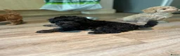 Toy Poodle dogs for sale: Stunning Black Toy Poodles - Advert 9