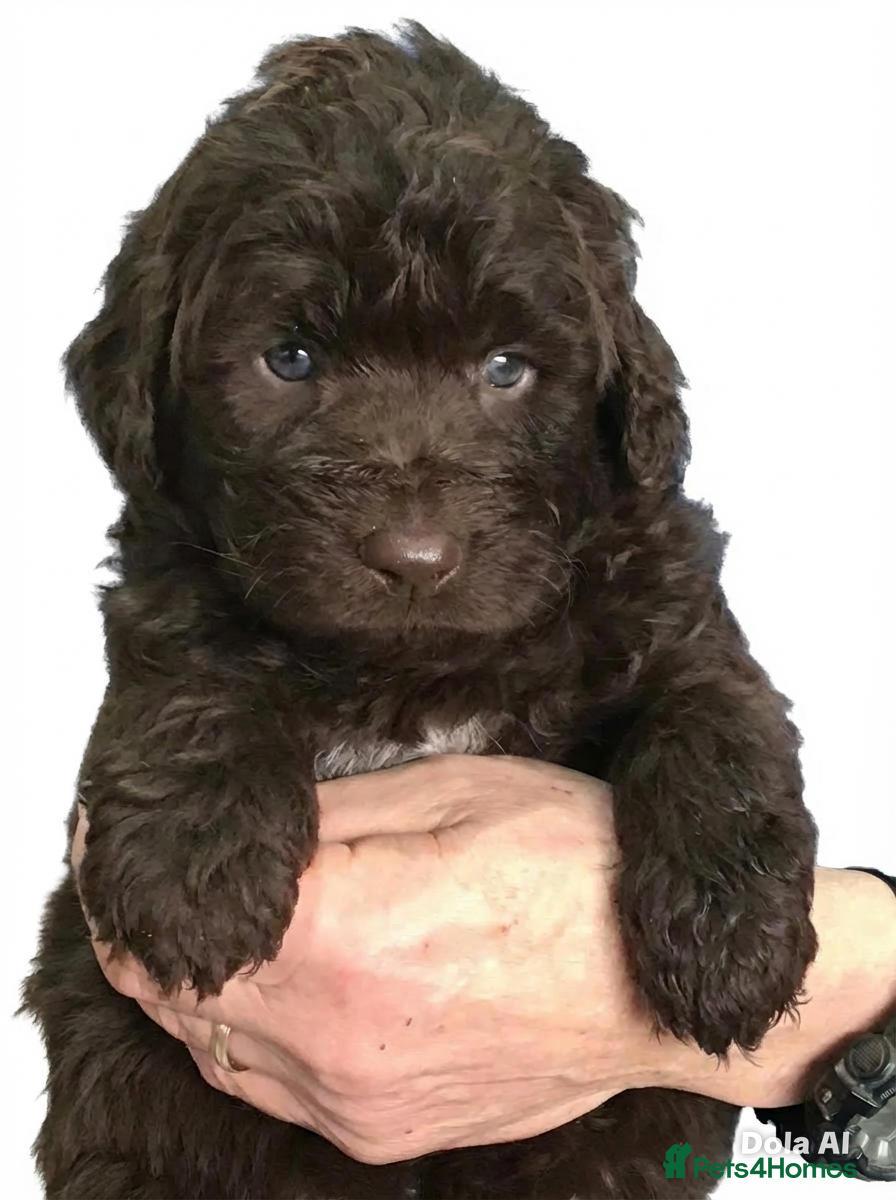 Newfypoo dogs NEWFOUNDLAND x STANDARD POODLE….NEWFYPOO PUPPIES - Advert 1