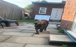 Presa Canario dogs for sale: 18 month old Presa canario  - Image 5
