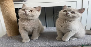 British Shorthair cats - Advert 1