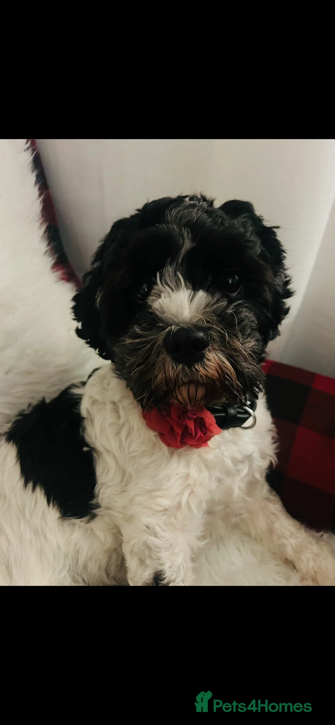 Mixed Breed dogs for sale:  Shihpoo x cavalier King Charles puppies for sale in Ramsgate - Advert 1