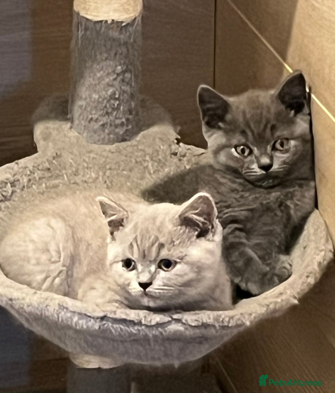 British Shorthair cats for sale: Gorgeous Pure British Shorthaired Kittens  - Image 8