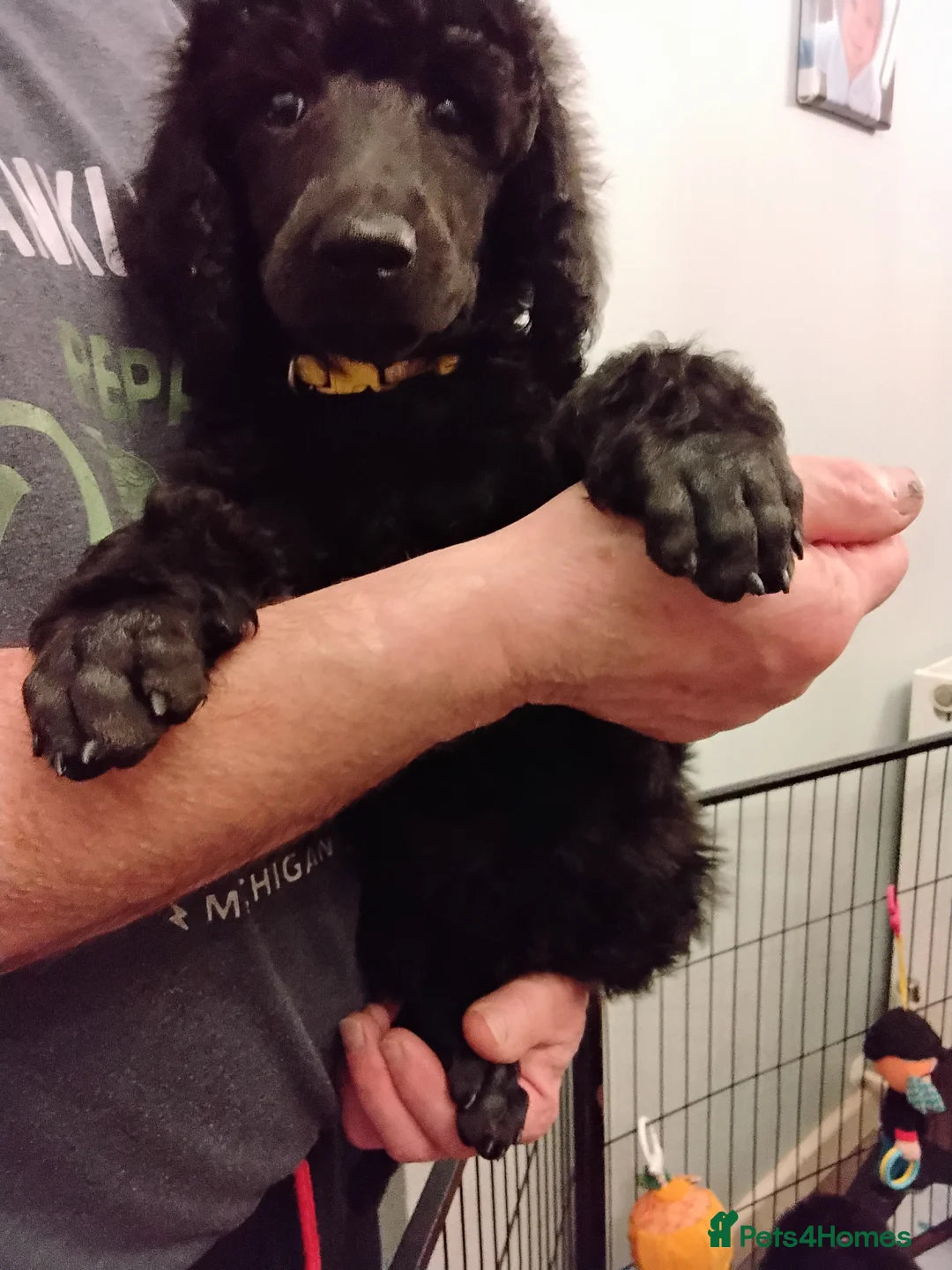 Standard Poodle dogs for sale: Beautiful blue kc reg standard poodle puppies - Advert 13