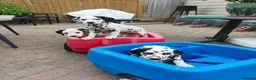 Dalmatian dogs for sale: 1 boy , 2 girls left  - Advert 7