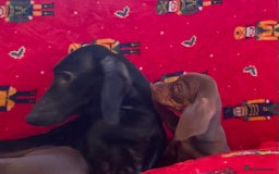 Miniature Dachshund dogs for sale: Miniature Dachshund  - Image 19
