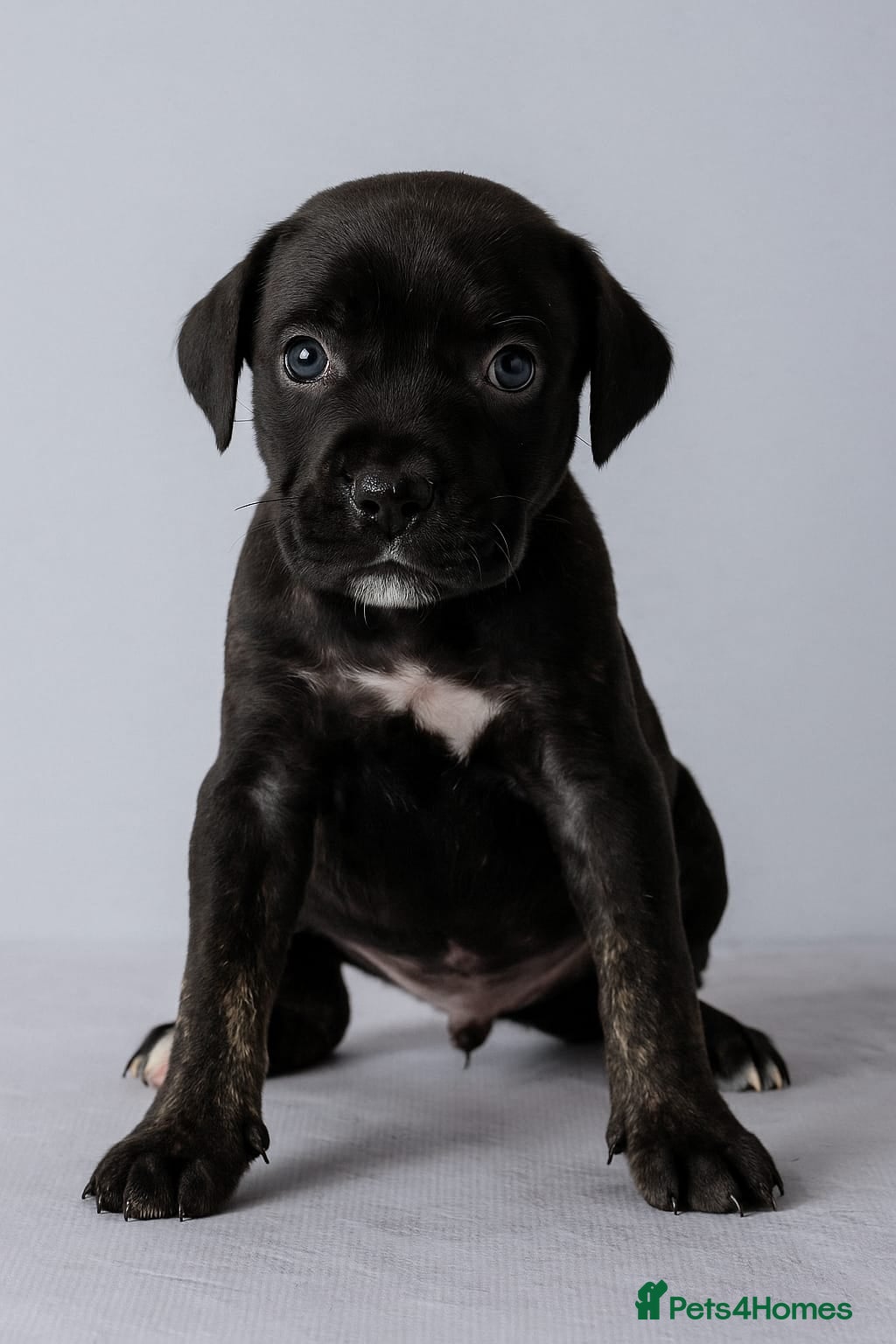 Cane Corso dogs Russian/Romanian last Female cane corso pup - Advert 18