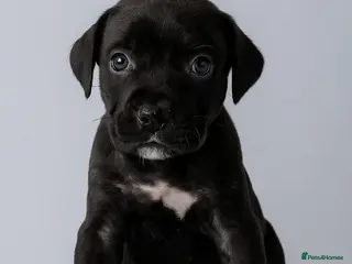 Cane Corso dogs Russian/Romanian last Female cane corso pup - Advert 18