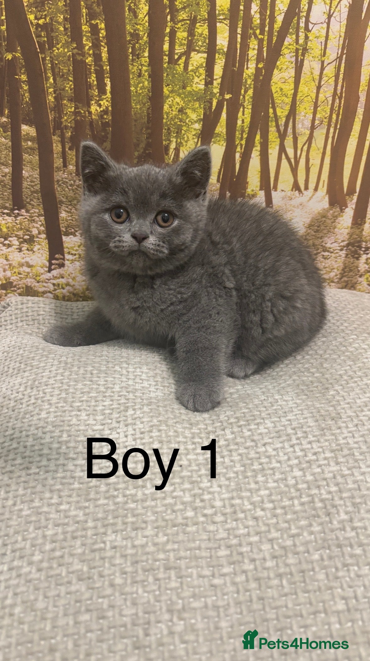British Shorthair cats British shorthair kittens - Advert 2