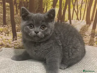 British Shorthair cats British shorthair kittens - Advert 9