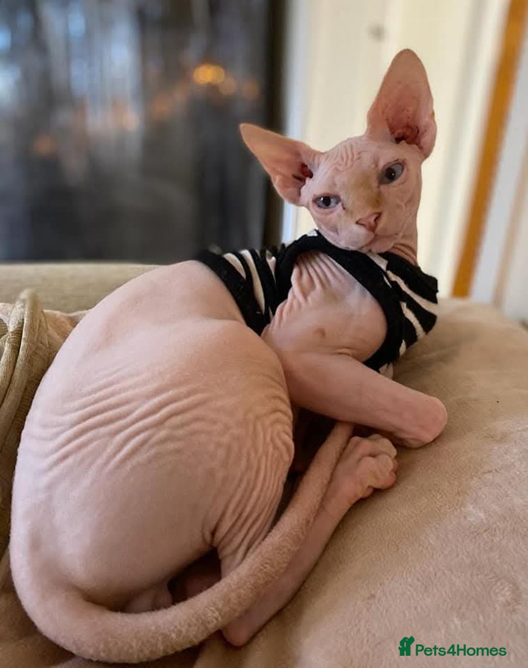 Sphynx cats for sale: Rare red tabby sphynx  - Image 12