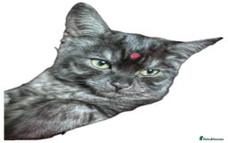 British Shorthair cats for sale: Negotiable British Shorthair  - Image 3