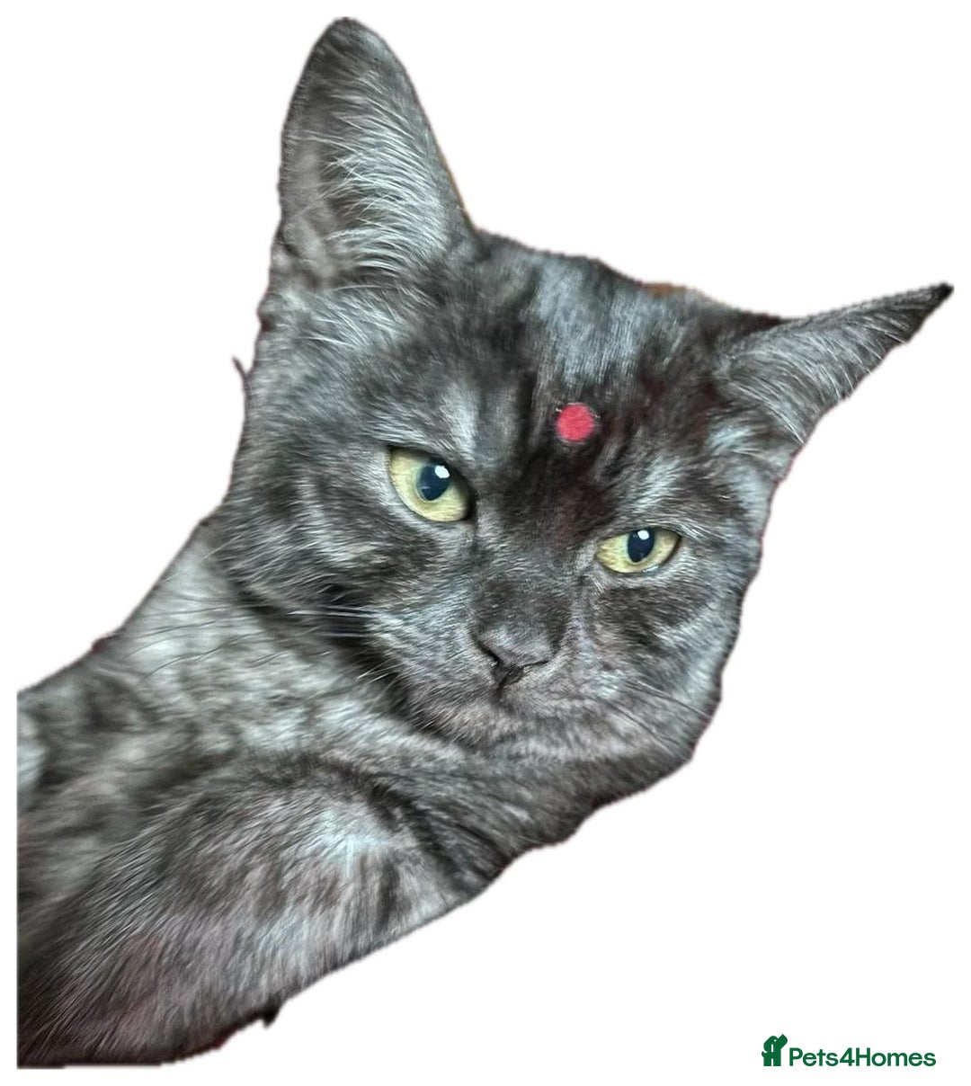 British Shorthair cats for sale: Negotiable British Shorthair  - Image 3
