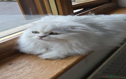 Scottish Fold cats for sale: Scottish fold long hair  - Image 4