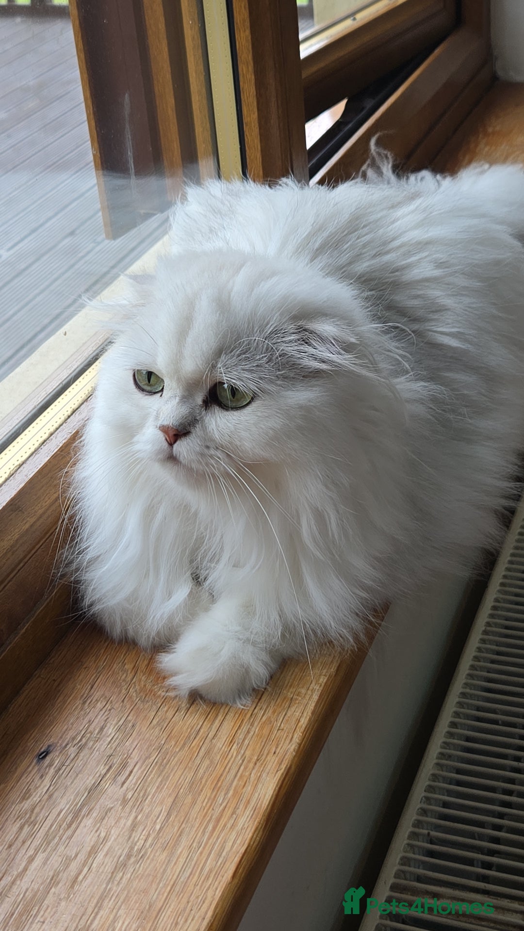 Scottish Fold cats for sale: Scottish fold long hair  - Image 4