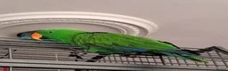 Parrots birds for sale: Talking Male Eclectus Parrot and huge cage  - Advert 3