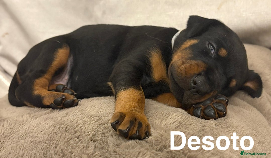 Dobermann dogs for sale: Doberman puppies  - Image 14