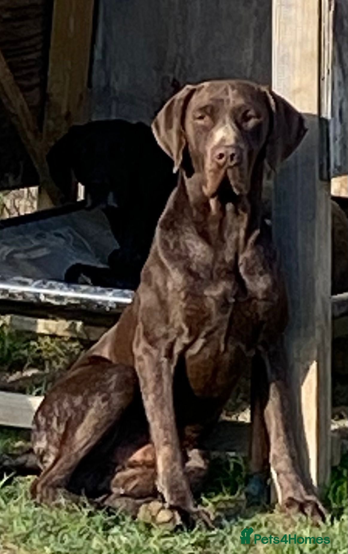 German Shorthaired Pointer dogs Lovely 7 year old GSP Boy  - Advert 2