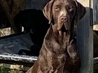 German Shorthaired Pointer dogs Lovely 7 year old GSP Boy - Advert 2