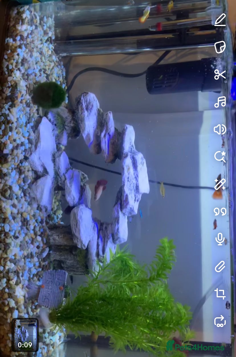 Other/Mixed Breed fish Full fish tank setup and some supplies - Advert 8