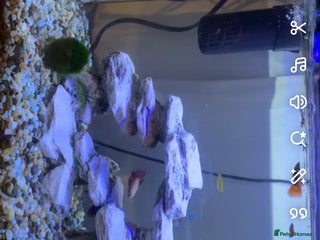 Other/Mixed Breed fish Full fish tank setup and some supplies - Advert 13