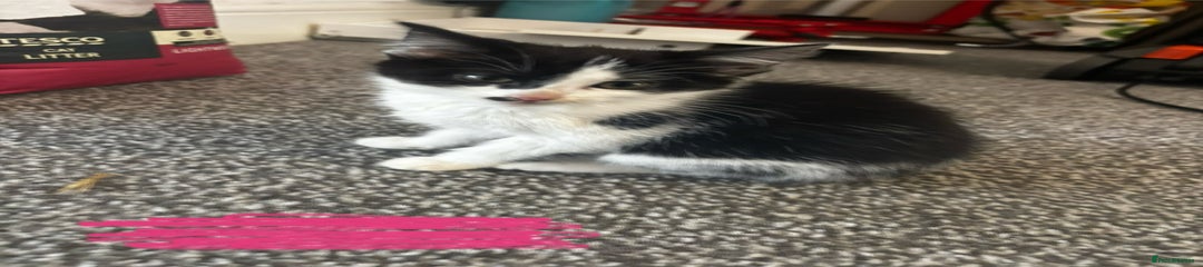 Mixed Breed Kitten 9
