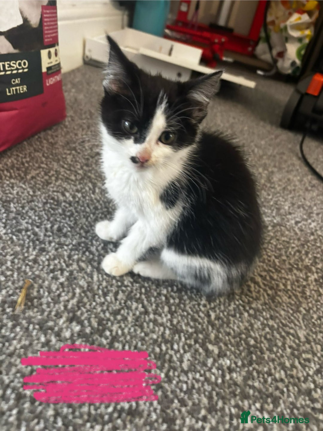 Mixed Breed cats for sale: 9 amazing kittens for rehoming (free) - Image 9