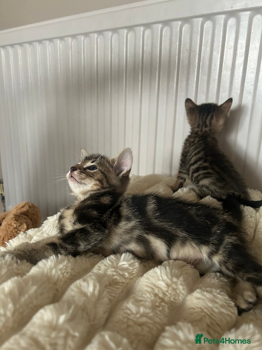 Mixed Breed cats for sale: Oriental cross kittens  - Advert 17