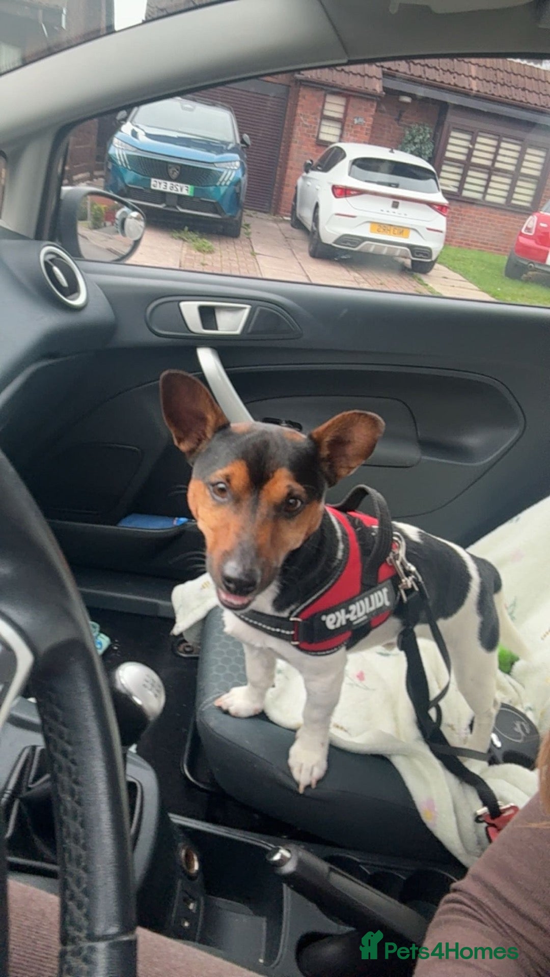 Jack Russell dogs Jax Jack russel - Advert 1