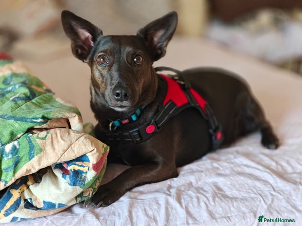 Mixed Breed dogs 💖🐶 BUNIA 🐶💖 - Advert 10