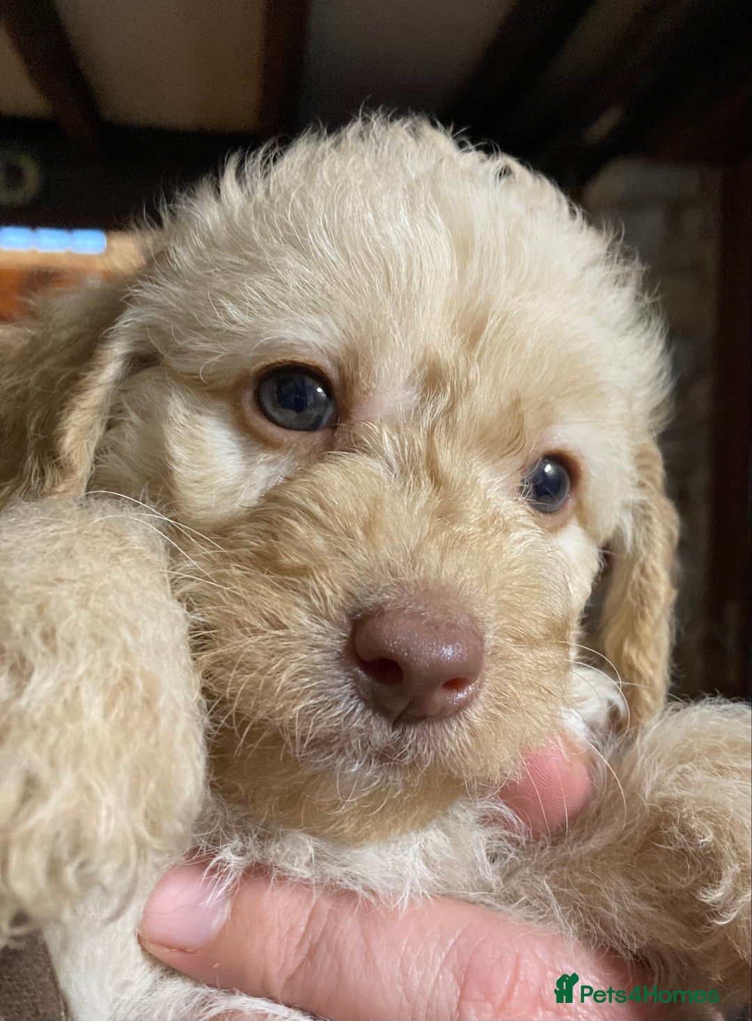 Bordoodle dogs for sale:  Beautiful Bordoodle Puppies inc Merle/Apricot - Advert 5