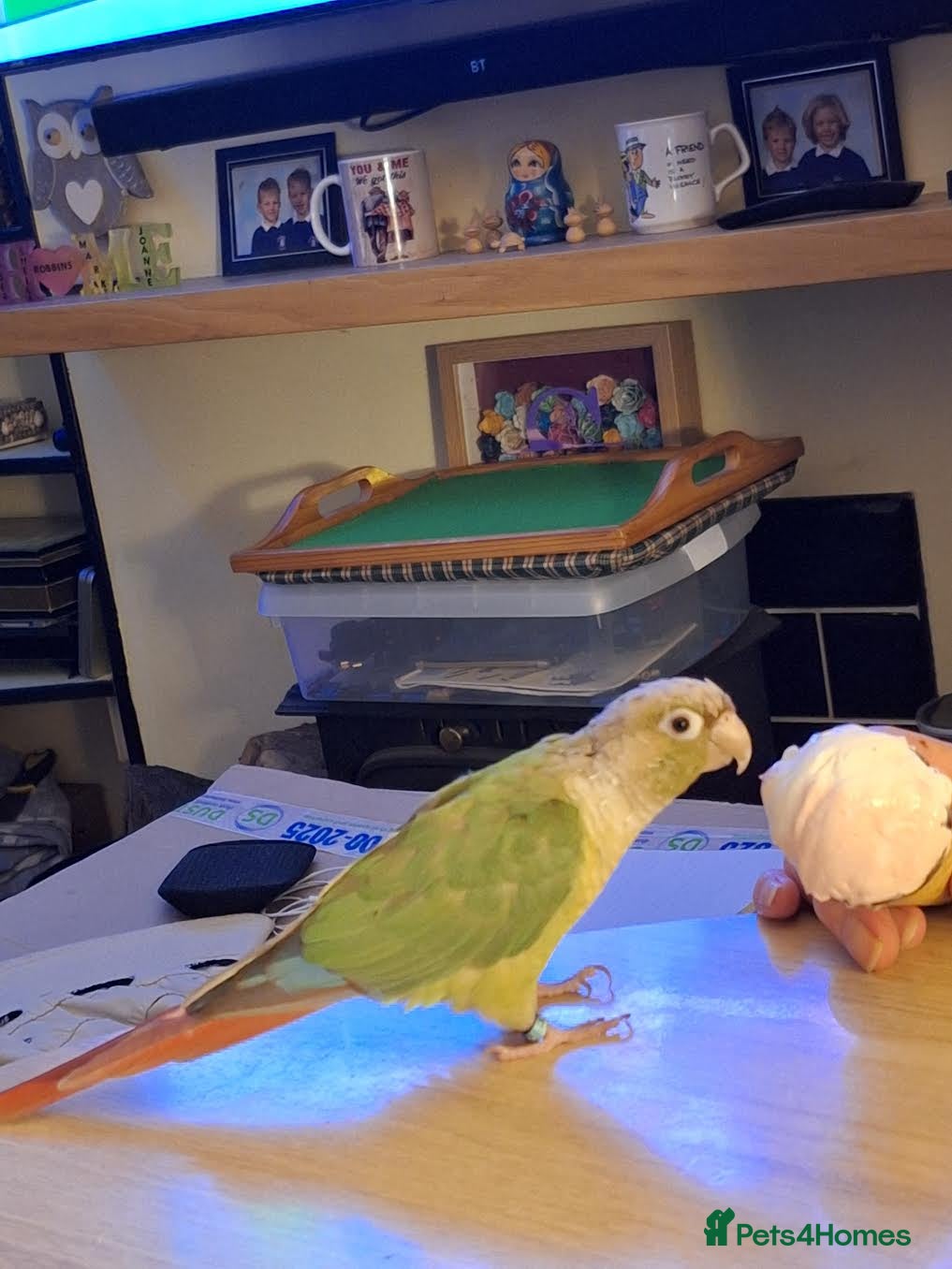 Conures birds Conure Bird - Advert 1