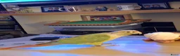 Conures birds for sale: Conure Bird in Chichester - Advert 1