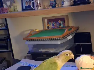 Conures birds Conure Bird - Advert 1