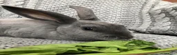Rex rabbits for sale: Beautiful velvet mini Rex & Rex rabbits - Advert 28