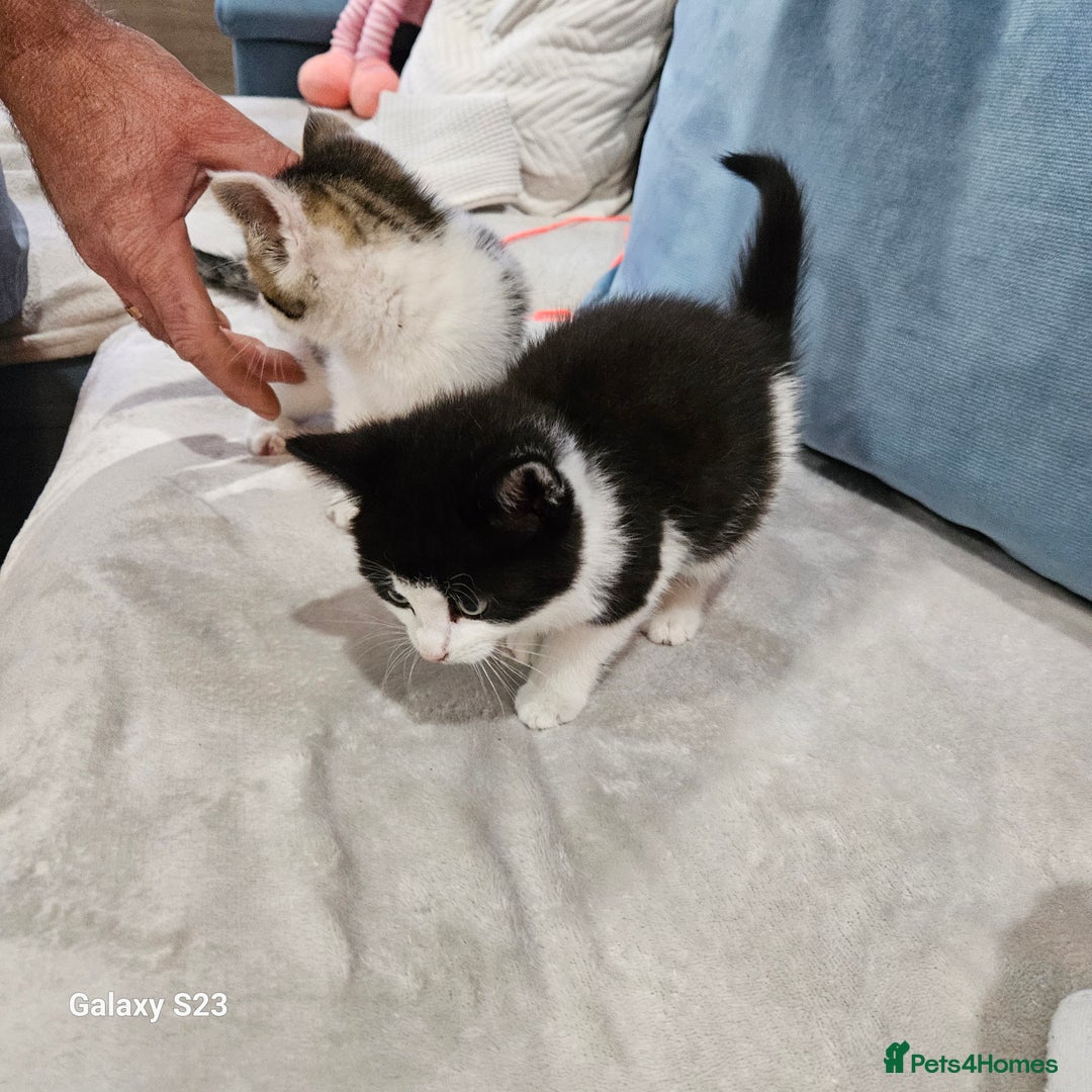 European cats for sale: 5 European Kittens for sale.  - Image 6