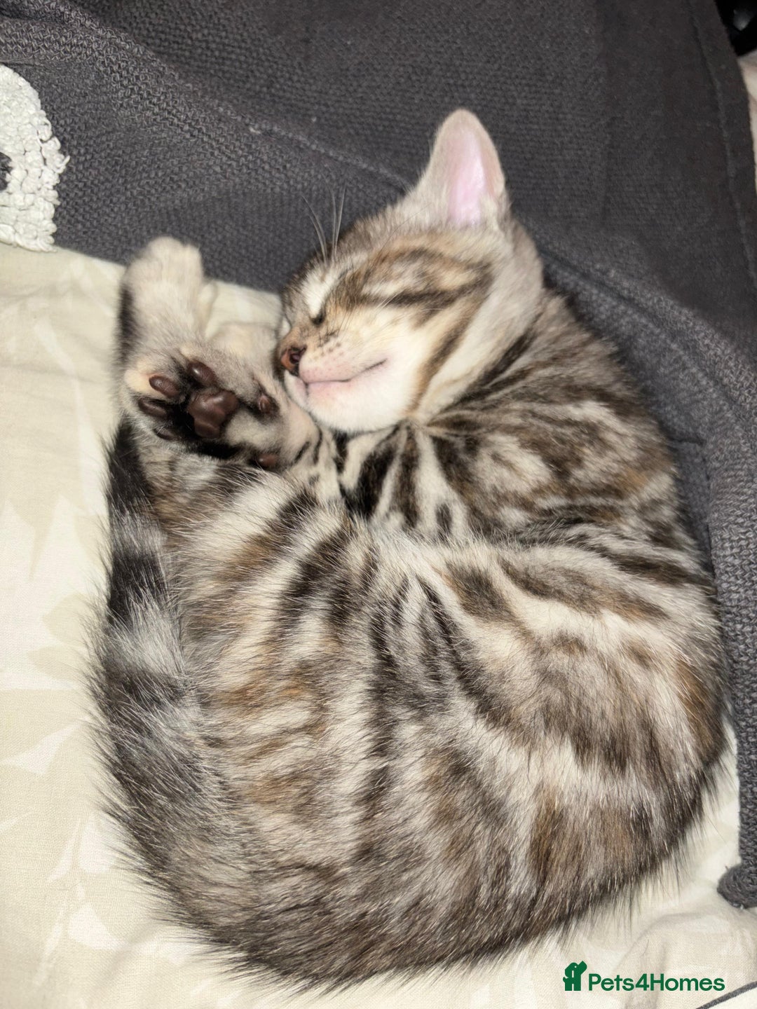 Bengal cats for sale: Half Bengal Kittens - Image 9