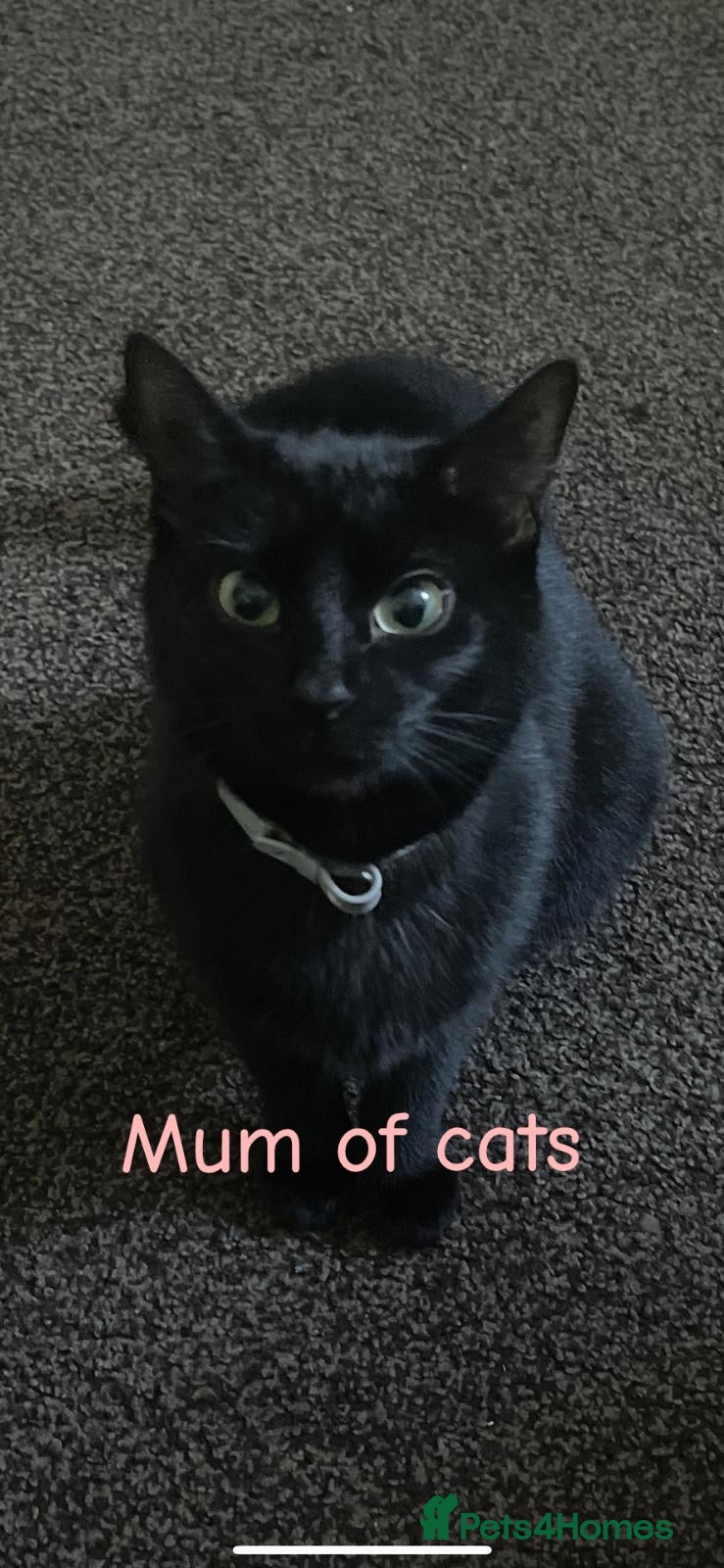 Mixed Breed cats Kittens for sale  - Advert 1