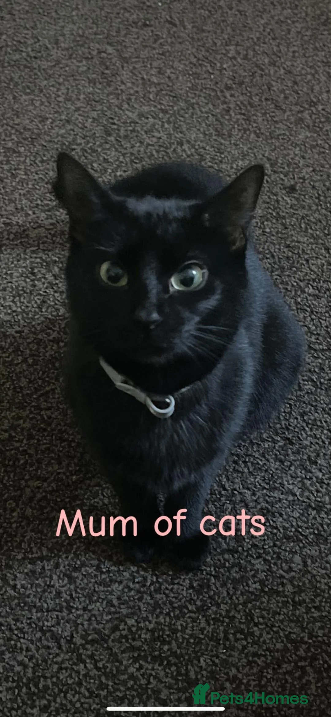 Mixed Breed cats for sale: Kittens for sale  in Oldham - Advert 1