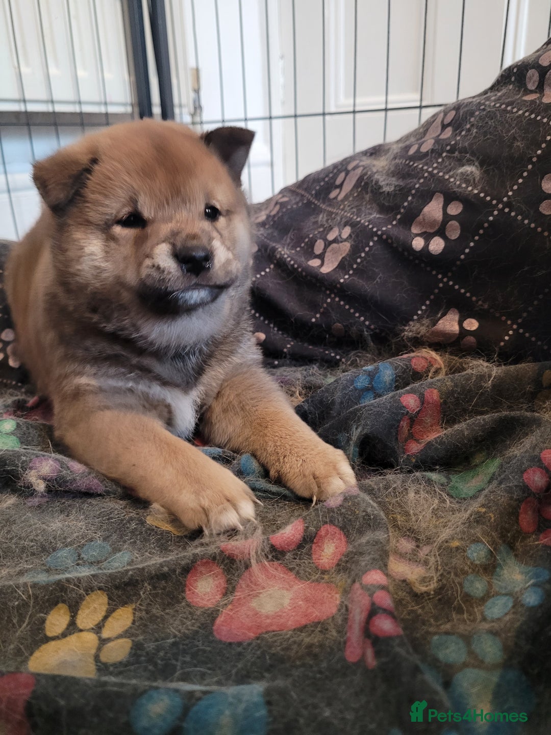 Japanese Shiba Inu dogs for sale: Japanese Shiba Inu - Image 3
