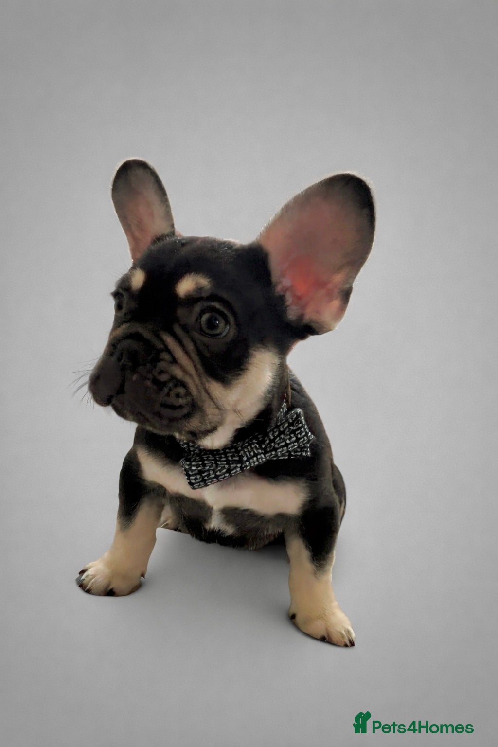 French Bulldog dogs Kc French Bulldog puppy male - Advert 14