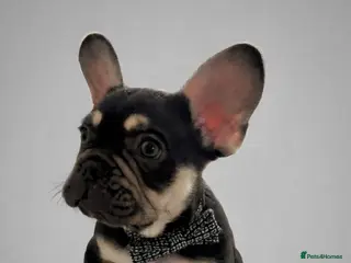 French Bulldog dogs Kc French Bulldog puppy male - Advert 14