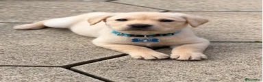 Labrador Retriever 1