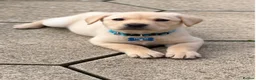 Labrador Retriever dogs for sale: Beautiful yellow Labrador Puppy - Oscar 💙 - Advert 2
