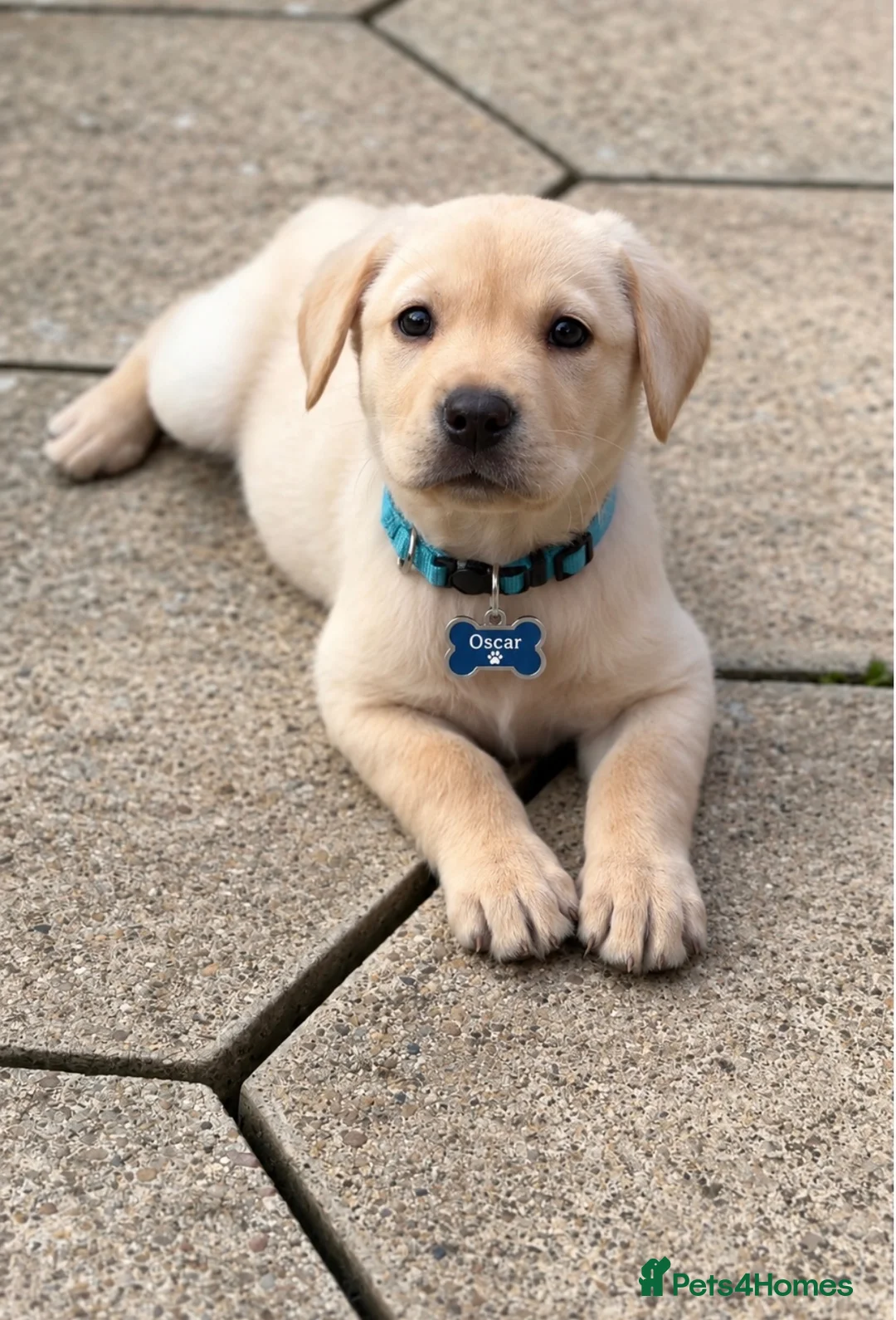 Labrador Retriever dogs for sale: Beautiful yellow Labrador Puppy - Oscar 💙 - Advert 2