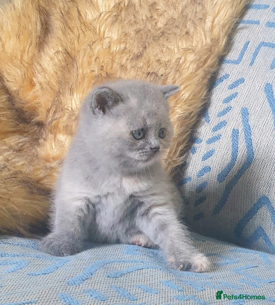 British Shorthair cats for sale: Beautiful British Shorthair Kittens  - Image 12