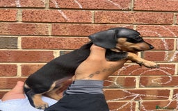 Miniature Dachshund dogs for sale: Miniature dachshunds  - Image 12